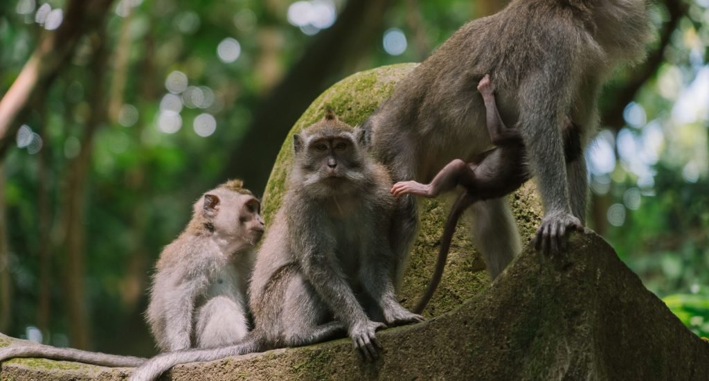 MONKEY FOREST
