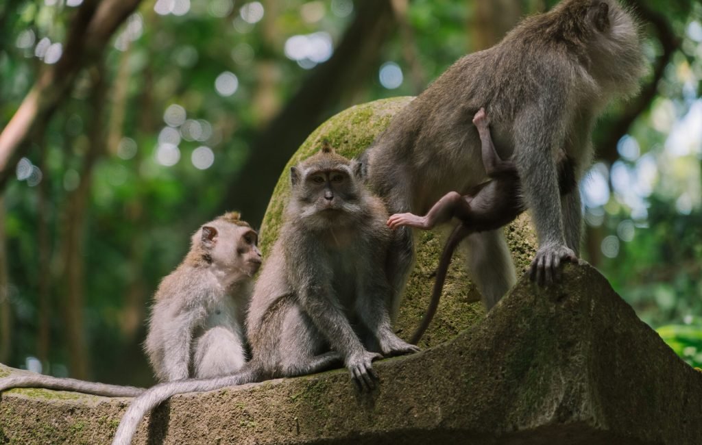 MONKEY FOREST