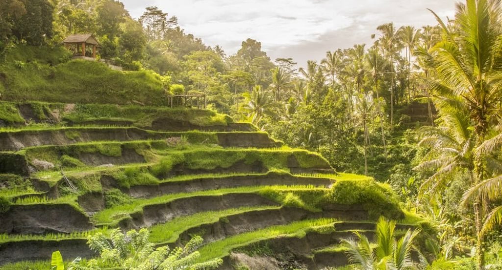 Tegalalang Rice Terrace