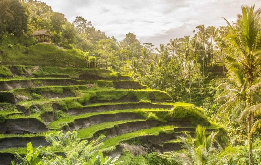 Tegalalang Rice Terrace