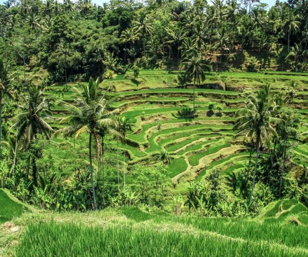 Tegalalang Rice Terrace