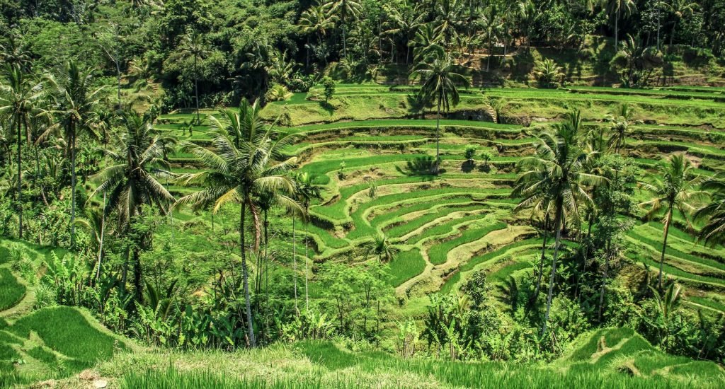 Tegalalang Rice Terrace