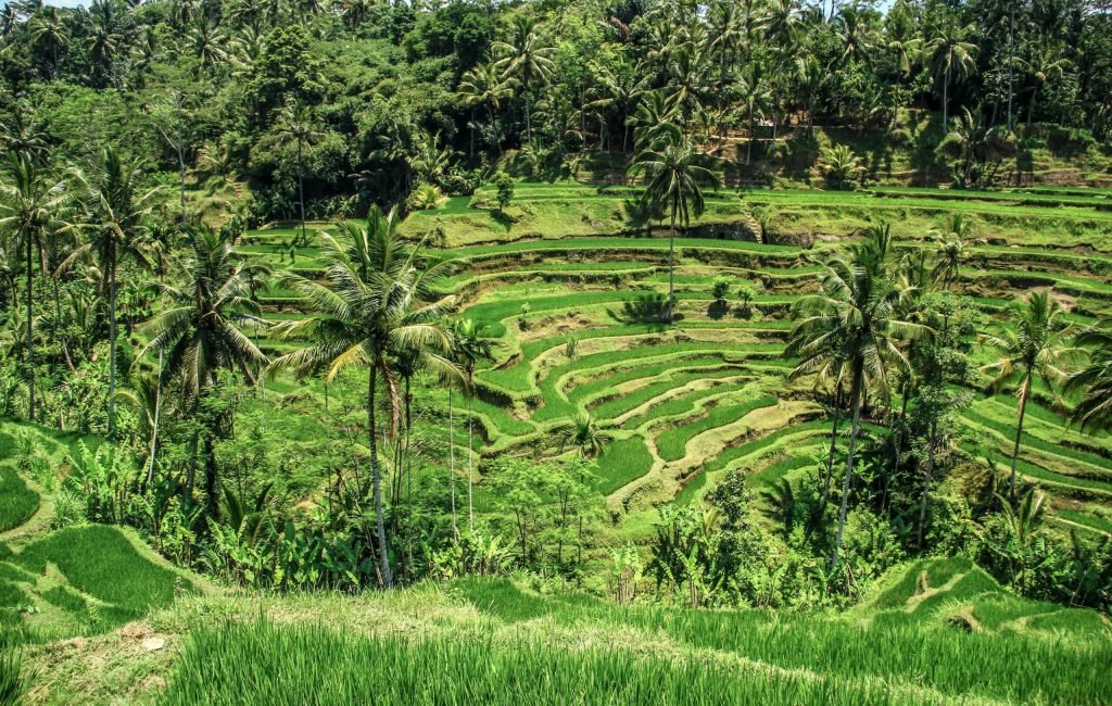Tegalalang Rice Terrace