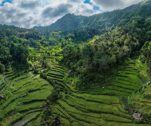 Tegalalang-rice-terace-scaled.jpg