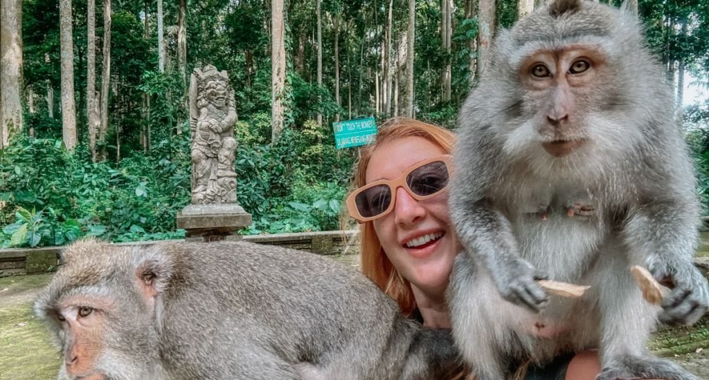 monkey forest2