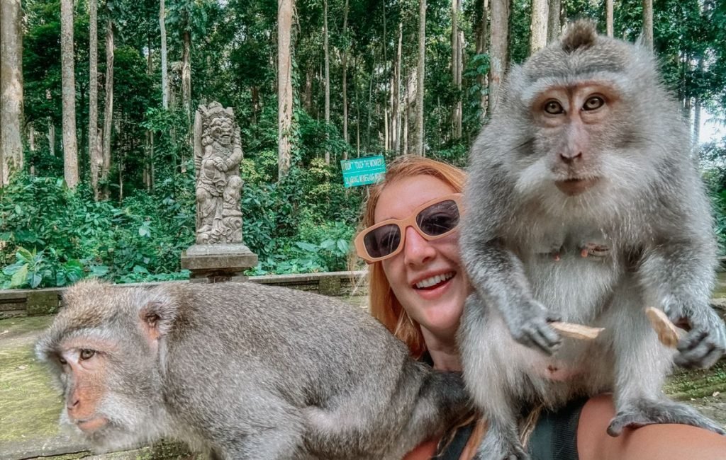 monkey forest2