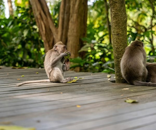 monkey2