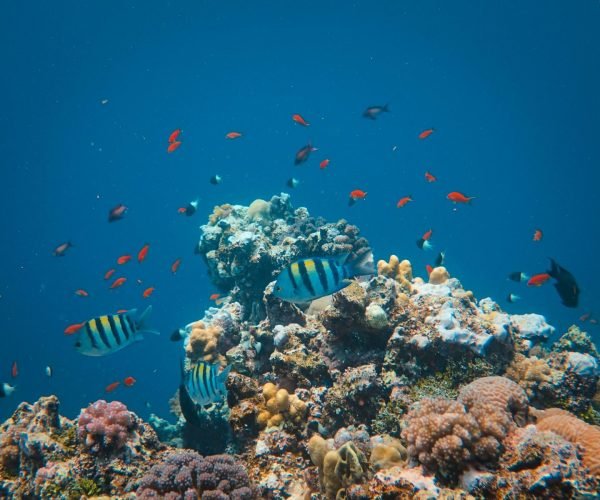 snorkeling2-scaled.jpg