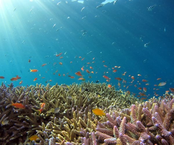snorkeling7