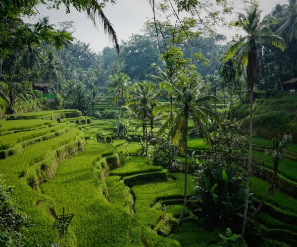 ubud sawah
